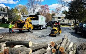 Why Choose Our Tree Removal Services in Kapolei, HI?