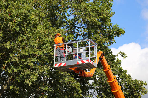 Best Tree Trimming and Pruning  in Kapolei, HI