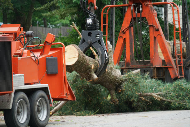 Best Storm Damage Tree Cleanup  in Kapolei, HI