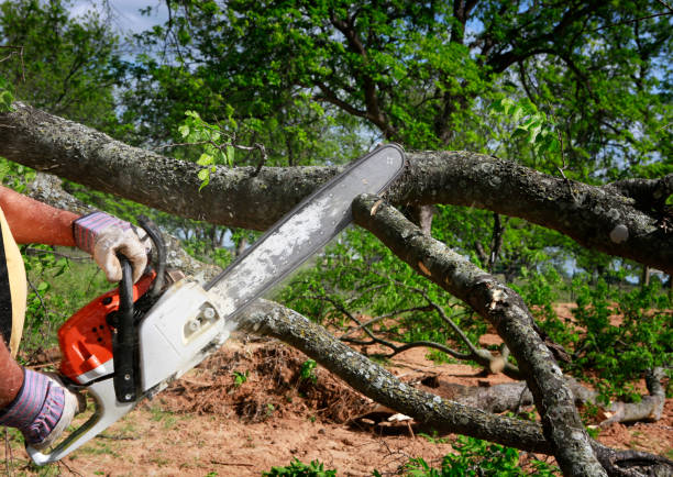 Professional  Tree Services in Kapolei, HI